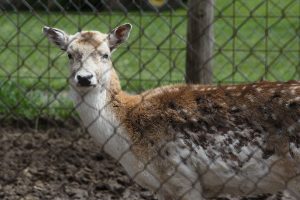 deer at Lionel's Farm in Stouffville