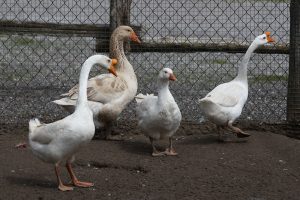 ducks at Lionel's Farm in Stouffville