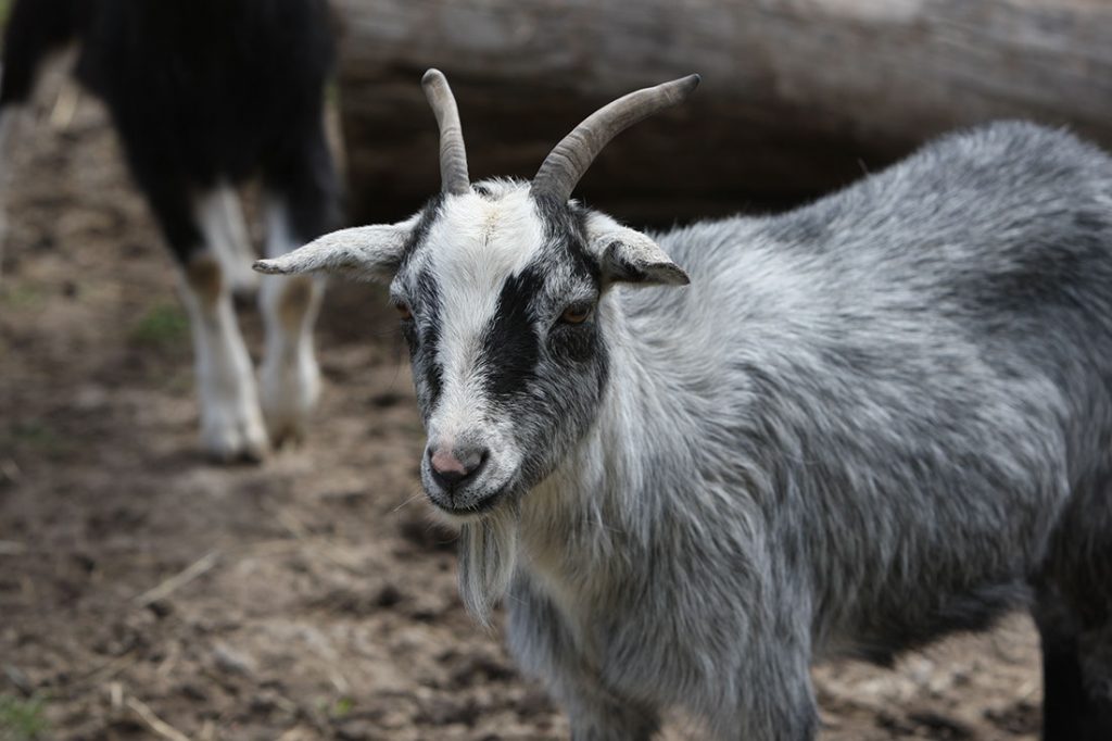 miniature grey goat at Lionel's Farm in Stouffville
