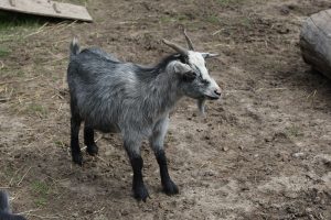 miniature goats at Lionel's Farm in Stouffville