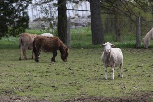 sheep and donkeys at Lionel's Farm in Stouffville