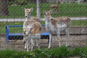 deer at Lionel's Farm in Stouffville
