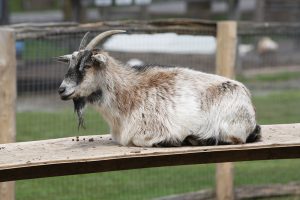 goats to visit at Lionel's Farm in Stouffville