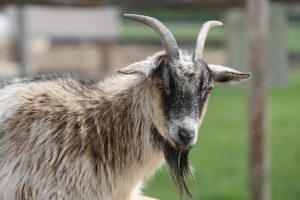 goats to visit at Lionel's Farm in Stouffville