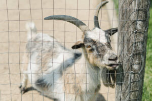 Goat at Lionels Farm