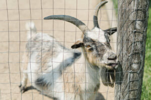 Goat at Lionels Farm