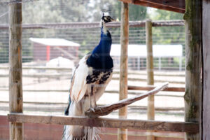 Peacock at Lionels Farm